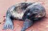 abandoned_sea_lion_pup_died_shorthy_after.JPG (70750 bytes)