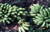 bananas_plantins_and_yuca_are_stables_on_rio_napo.JPG (96409 bytes)