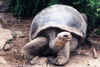 giant_tortoise_at_darwin_research_station.JPG (36910 bytes)