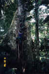 guide_mandato_climbing_tree_in_yuturi_amazon_jungle.JPG (106436 bytes)