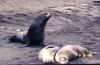 male_sea_lion_with_two_females.JPG (45963 bytes)