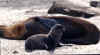 sea_lion_pup_with_mother.JPG (38799 bytes)