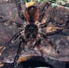 tarantula_at_night_walk_in_yuturi.JPG (64363 bytes)