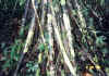tree_dildo_roots_yuturi_jungle.JPG (126363 bytes)