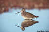 Dunlin and Reflection in Water