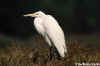 Portrait of Great Egret Standing in Brush