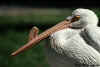 Male American White Pelican With Horny Plate on Bill