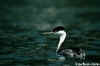 Western Grebe in the Water